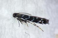 Parectopa ononidis