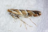 Cameraria ohridella