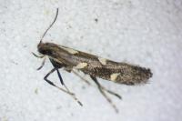 Calybites phasianipennella