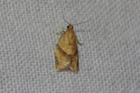 Clepsis consimilana