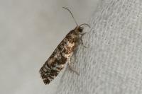 Epinotia tedella