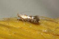 Phyllonorycter