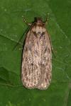 Depressaria radiella