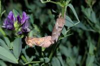 Triodia sylvina