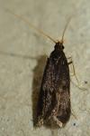 Homaloxestis briantiella