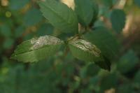 Caloptilia cuculipennella