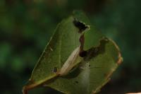 Caloptilia cuculipennella