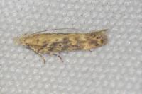 Scrobipalpa