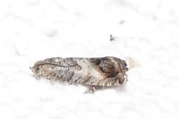 Cydia splendana
