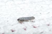 Yponomeuta sedella