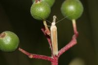 Pleurota aristella