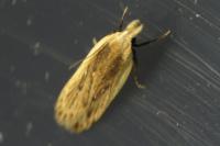 Nothris congressariella