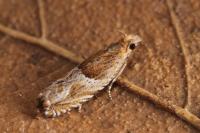 Ancylis comptana