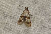 Phalonidia contractana