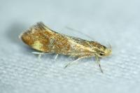 Metalampra italica