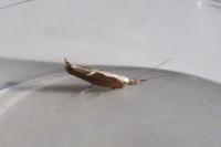 Ypsolopha dentella