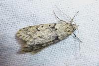 Diurnea fagella
