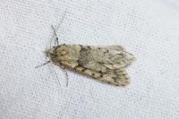 Diurnea fagella