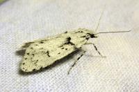 Diurnea fagella