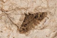 Alucita hexadactyla