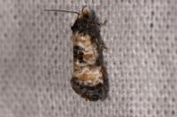 Neocochylis dubitana