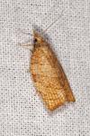 Pandemis corylana