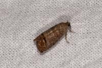 Cydia pomonella