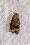 Celypha lacunana