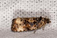 Endothenia gr. gentianaeana