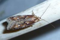Semioscopis oculella