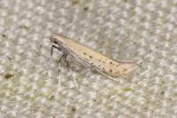 Aspilapteryx tringipennella