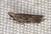 Anarsia lineatella