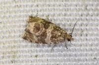 Celypha cespitana