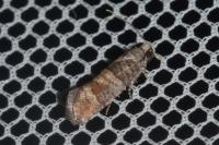 Clavigesta sylvestrana