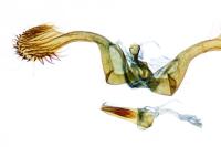 Clavigesta sylvestrana