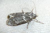 Diurnea fagella