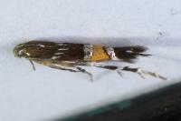 Cosmopterix pulchrimella