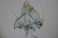 Teleiodes vulgella