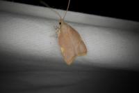 Carcina quercana