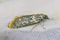 Diurnea fagella