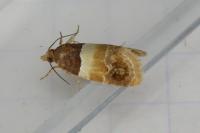 Epinotia festivana