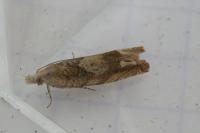 Eucosma conterminana
