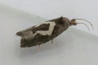 Epiblema foenella