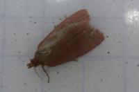 Celypha rosaceana