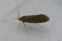 Crassa unitella