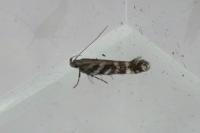 Aristotelia ericinella