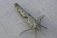 Yponomeuta irrorella