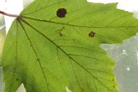 Stigmella speciosa