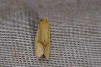 Agapeta hamana