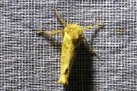 Triodia sylvina